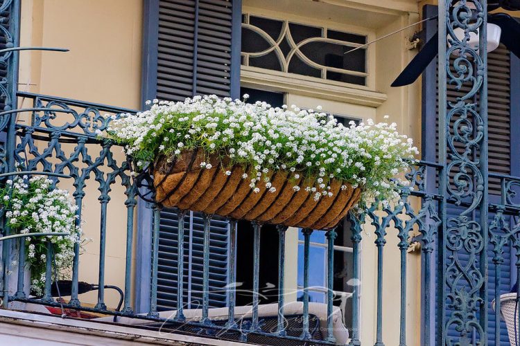 10 melhores plantas e vegetais para crescer em uma varanda