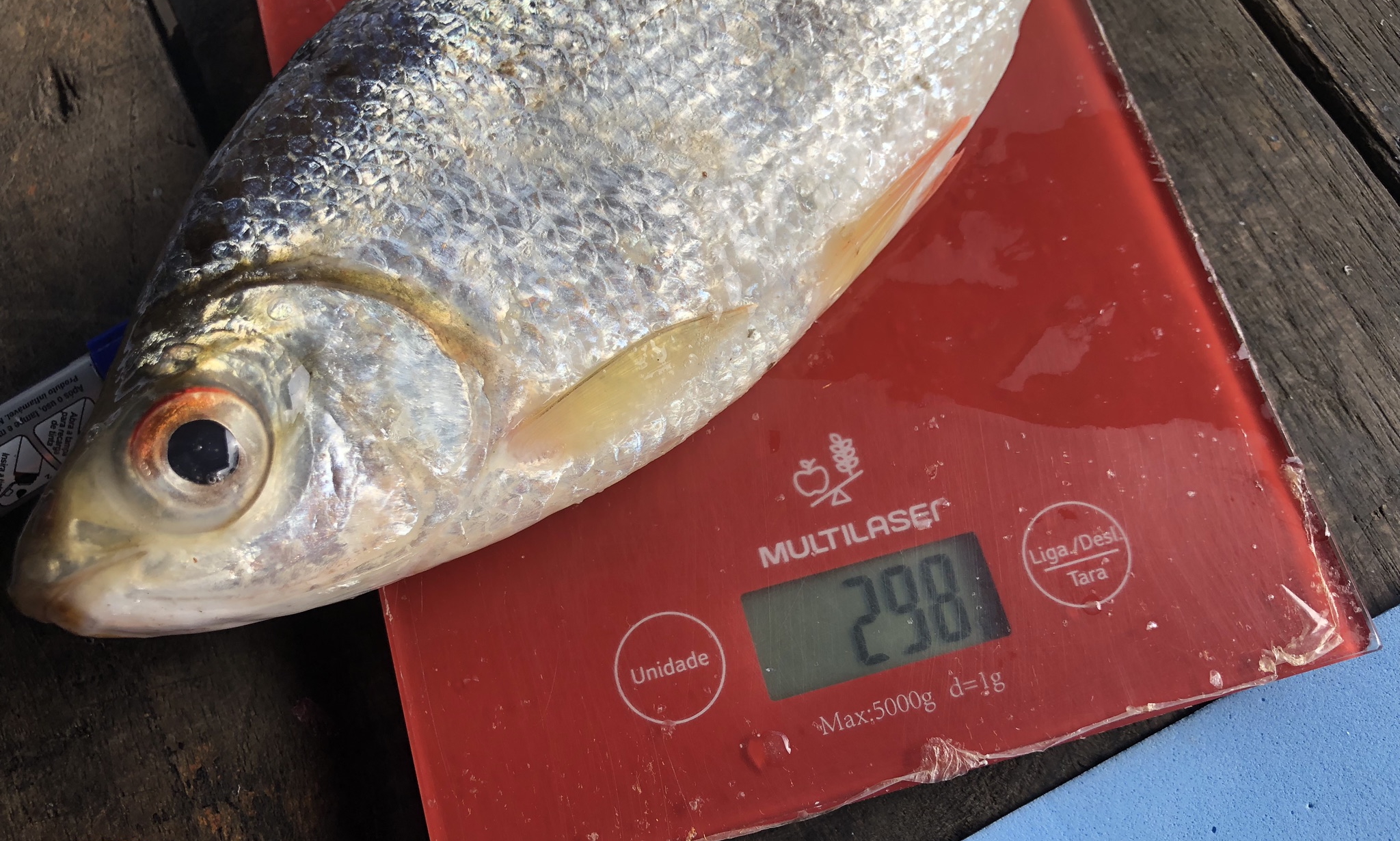 Pescadores ajudam cientistas a mapear prejuízos das barragens do Madeira para a pesca