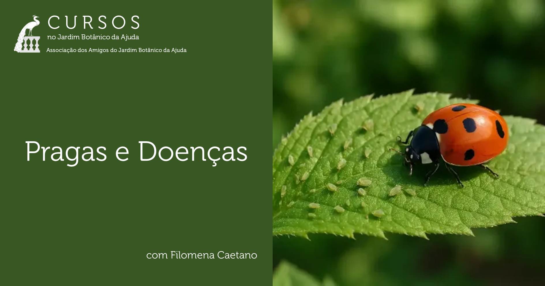 Curso Pragas e Doenças – JBA