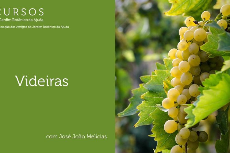 Curso sobre Videiras – JBA