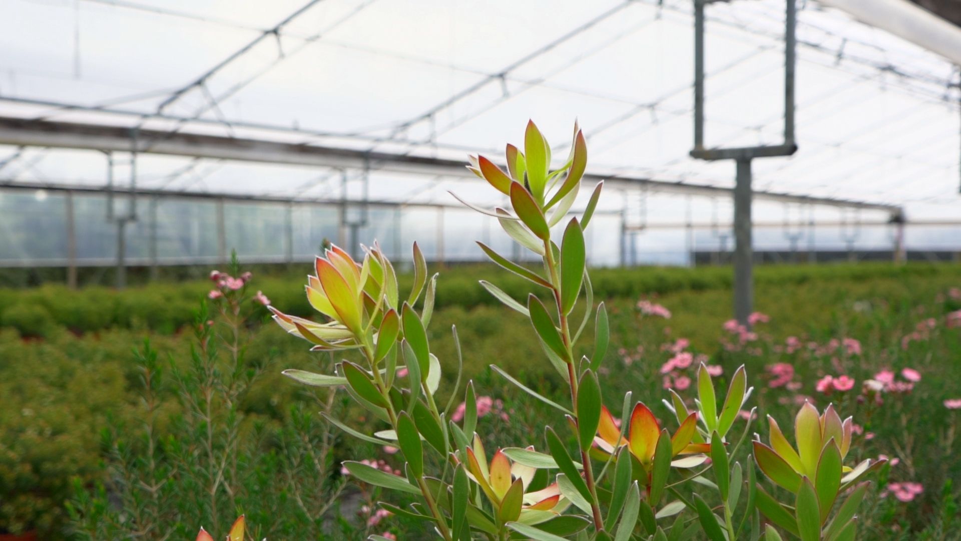 Leucandendron – Revista Jardins