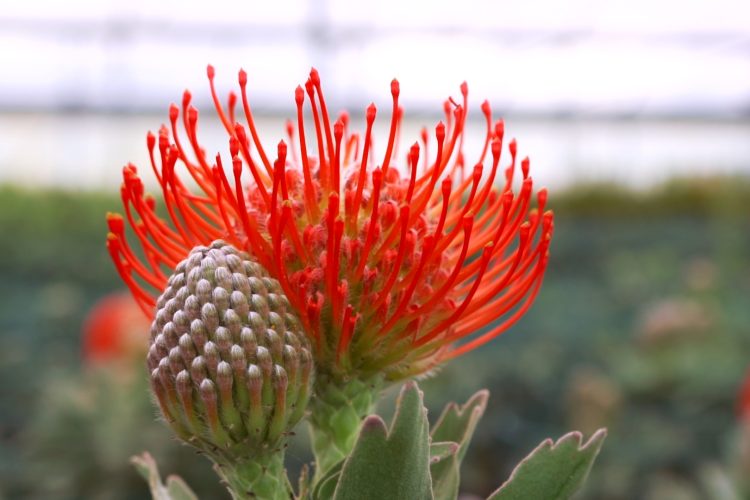 Leucospermum – Revista Jardins