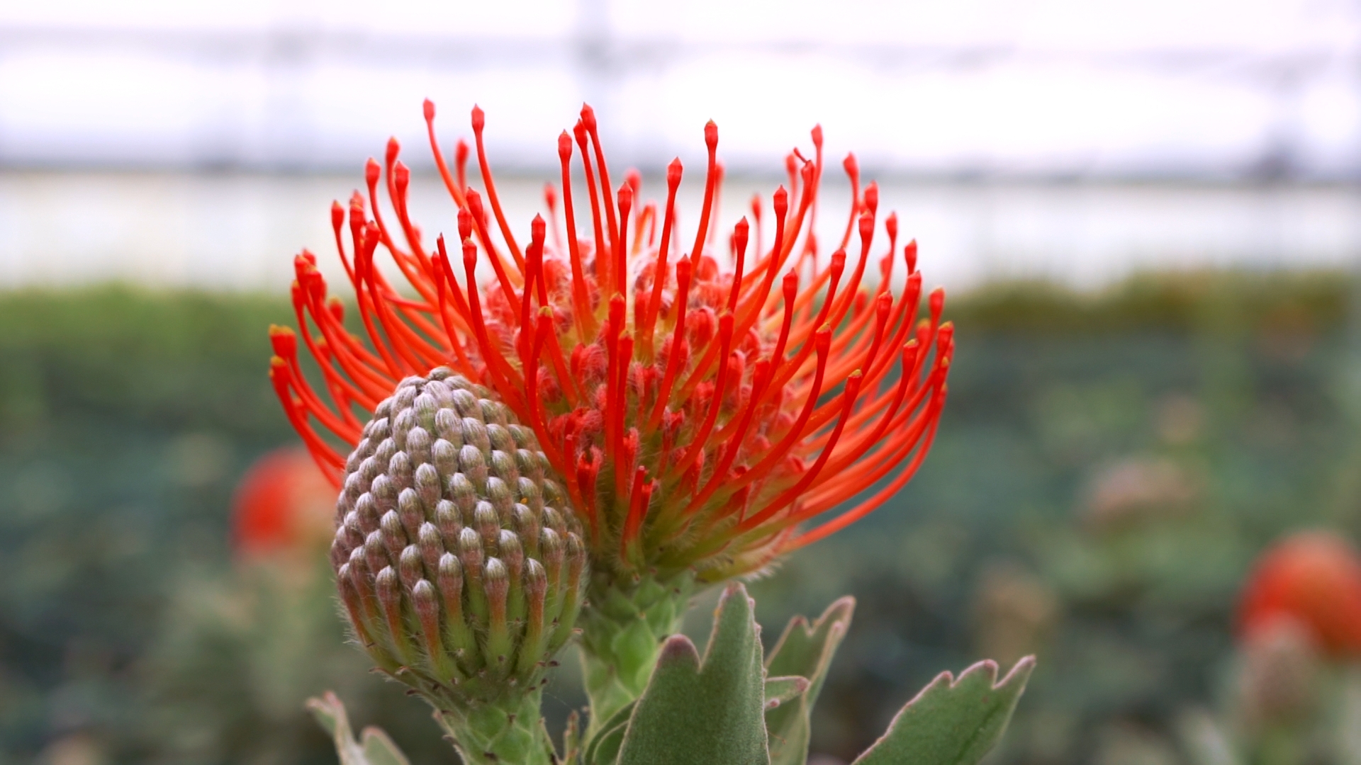 Leucospermum – Revista Jardins
