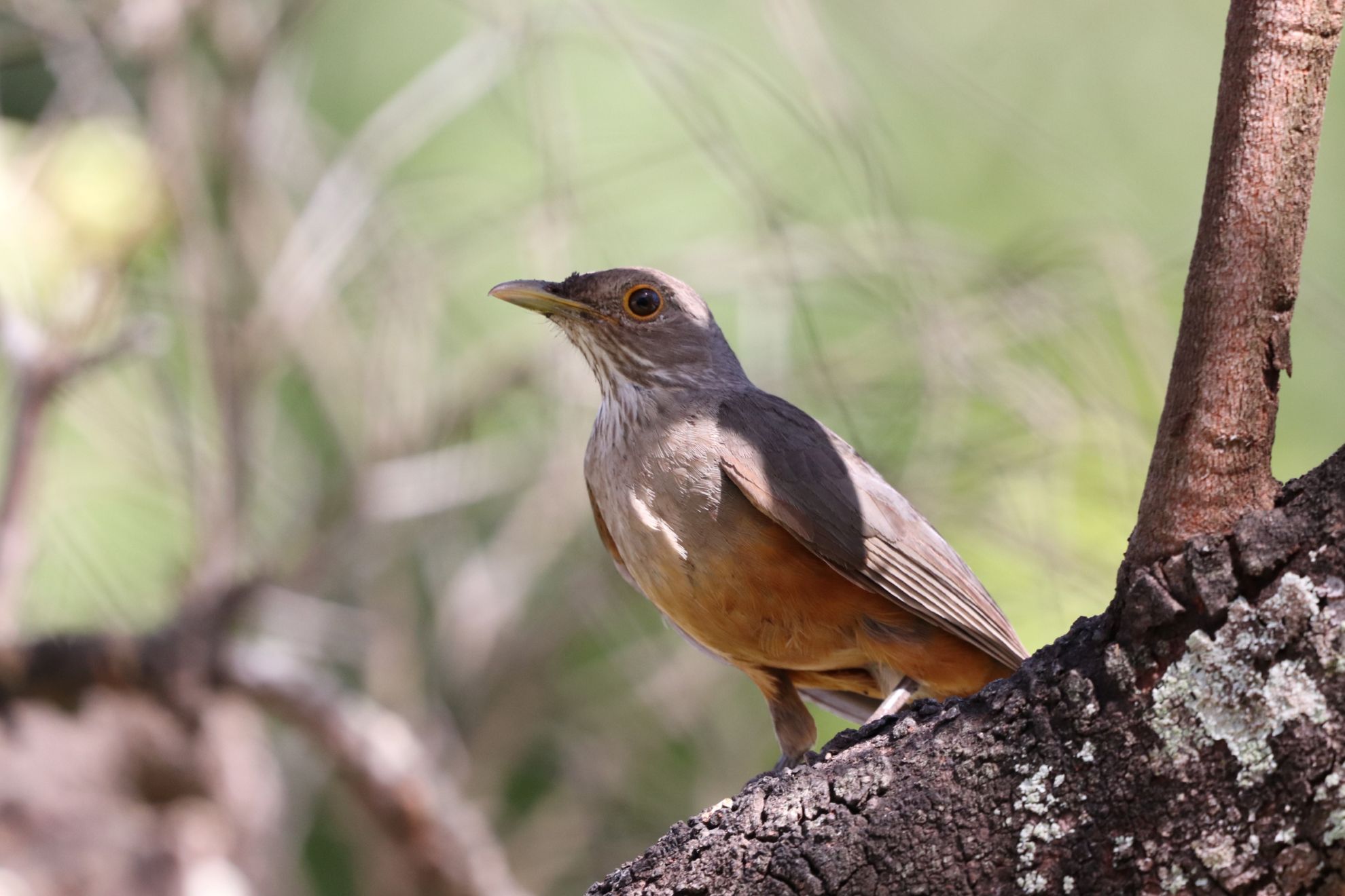 Passarinho… que som é esse? Uma história de porquê os pássaros cantam