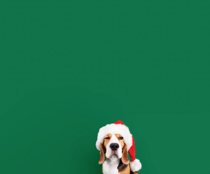 Perigos de Natal para animais de companhia