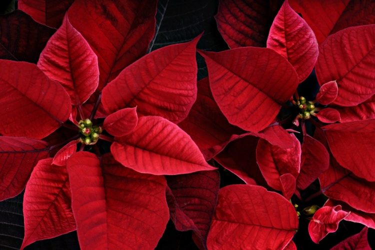 Poinsétia, a estrela do Natal