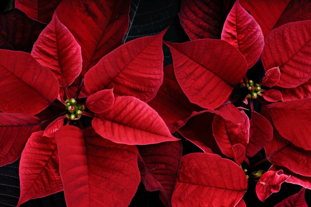 Poinsétia, a estrela do Natal