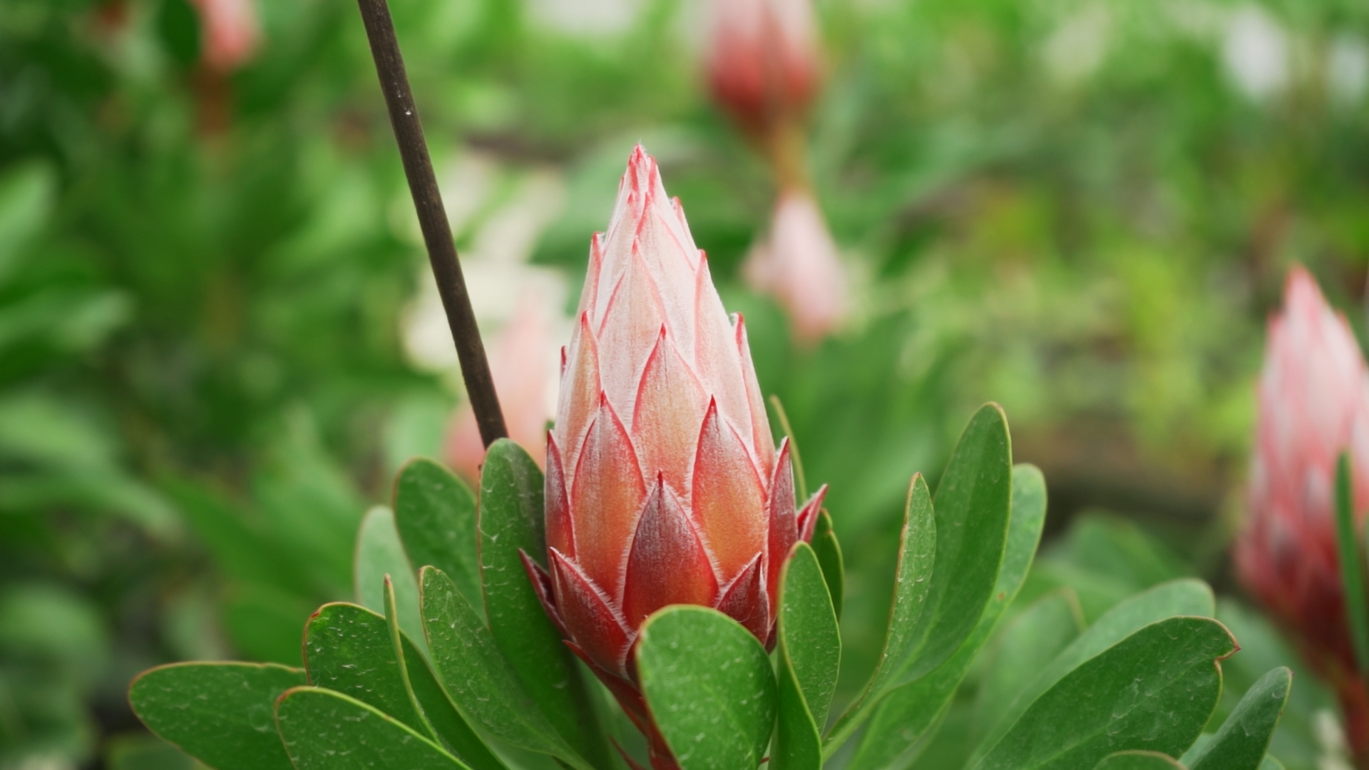 Protea Little prince  – Revista Jardins