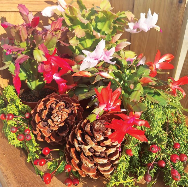 Schlumbergera, o cato-do-Natal – Revista Jardins