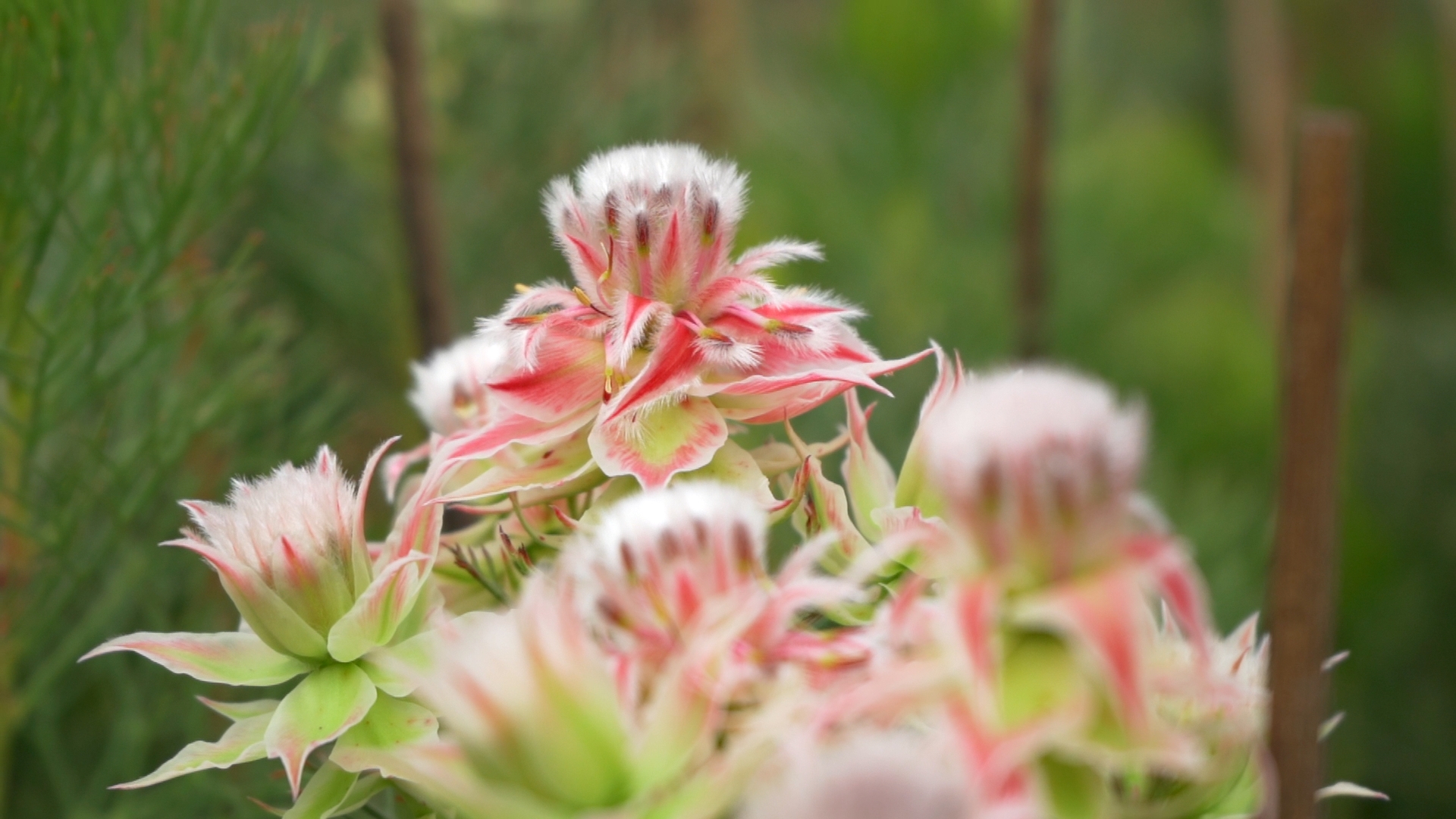 Serruria florida  – Revista Jardins