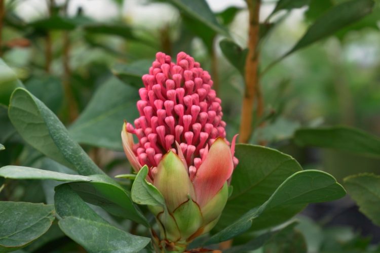 Telopea – Revista Jardins