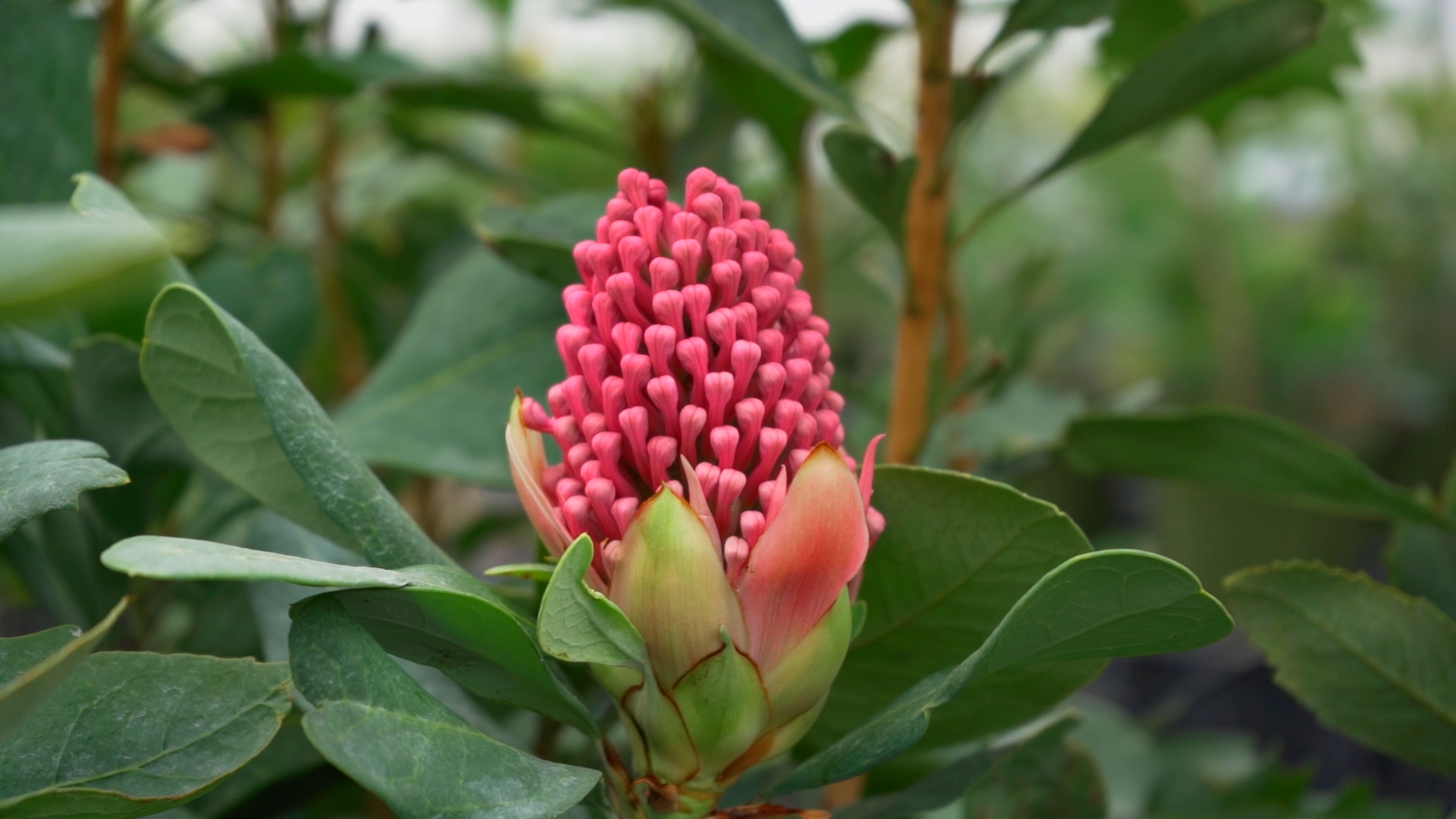 Telopea – Revista Jardins