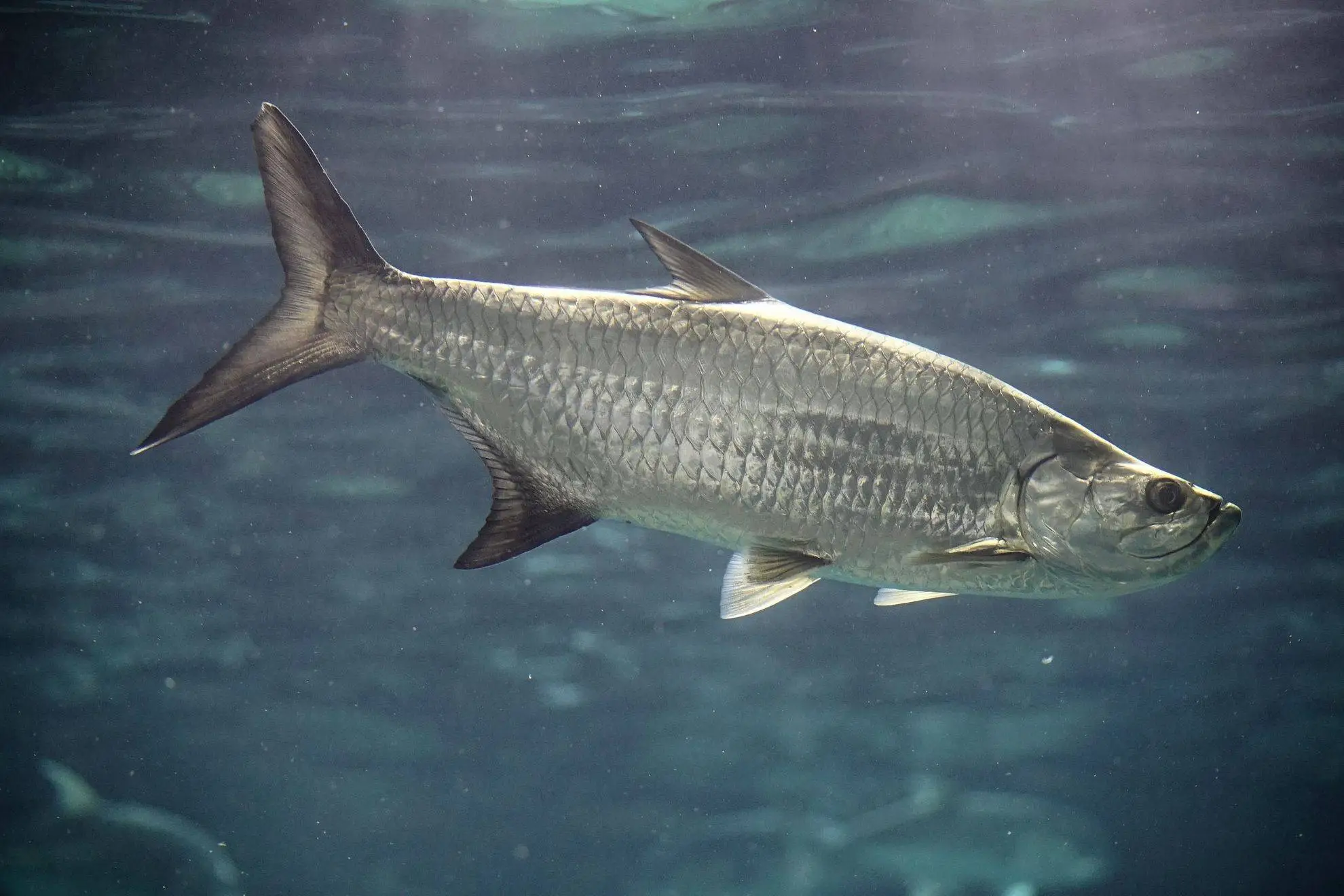 A legado maldita da pesca predatória no Brasil desde a colonização