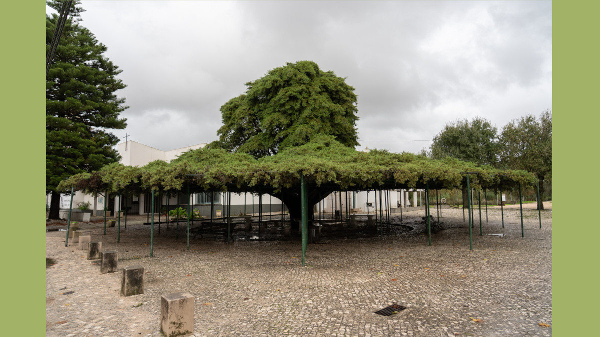Cedro de Runa: a Árvore do Ano em Portugal 2026 que nos convida a escutar a floresta