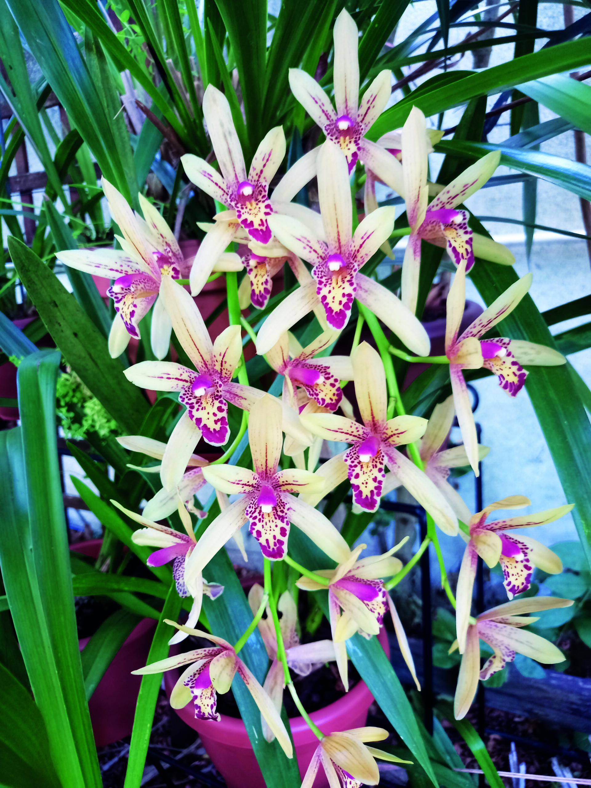 Flores dos Cymbidium em Portugal: Curiosidades e Fatos
