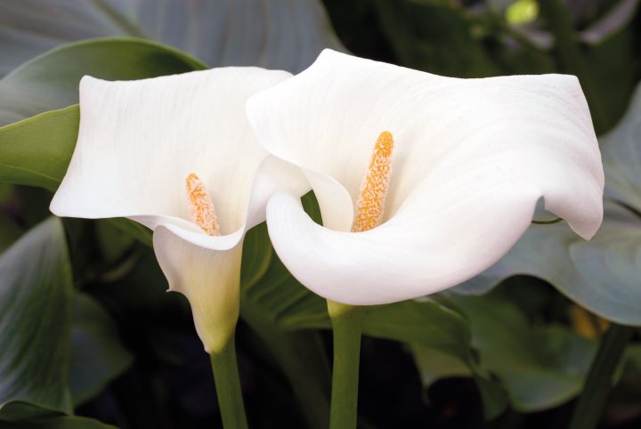 Jarros e inhames – Revista Jardins