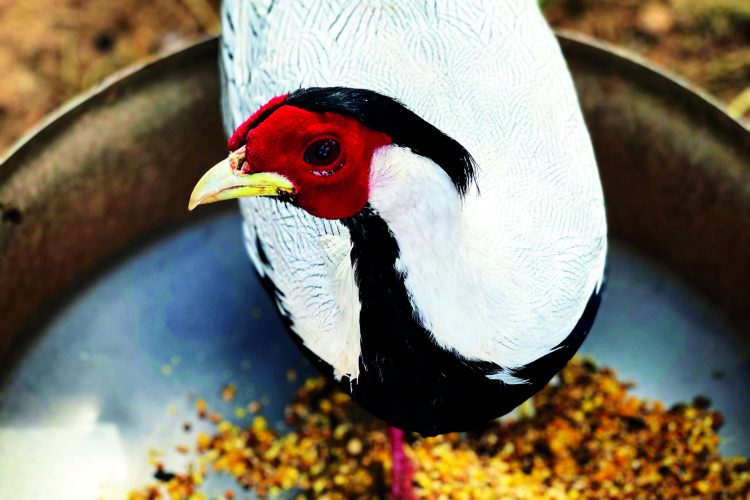 O importante para iniciar a fabricar aves exóticas em mansão