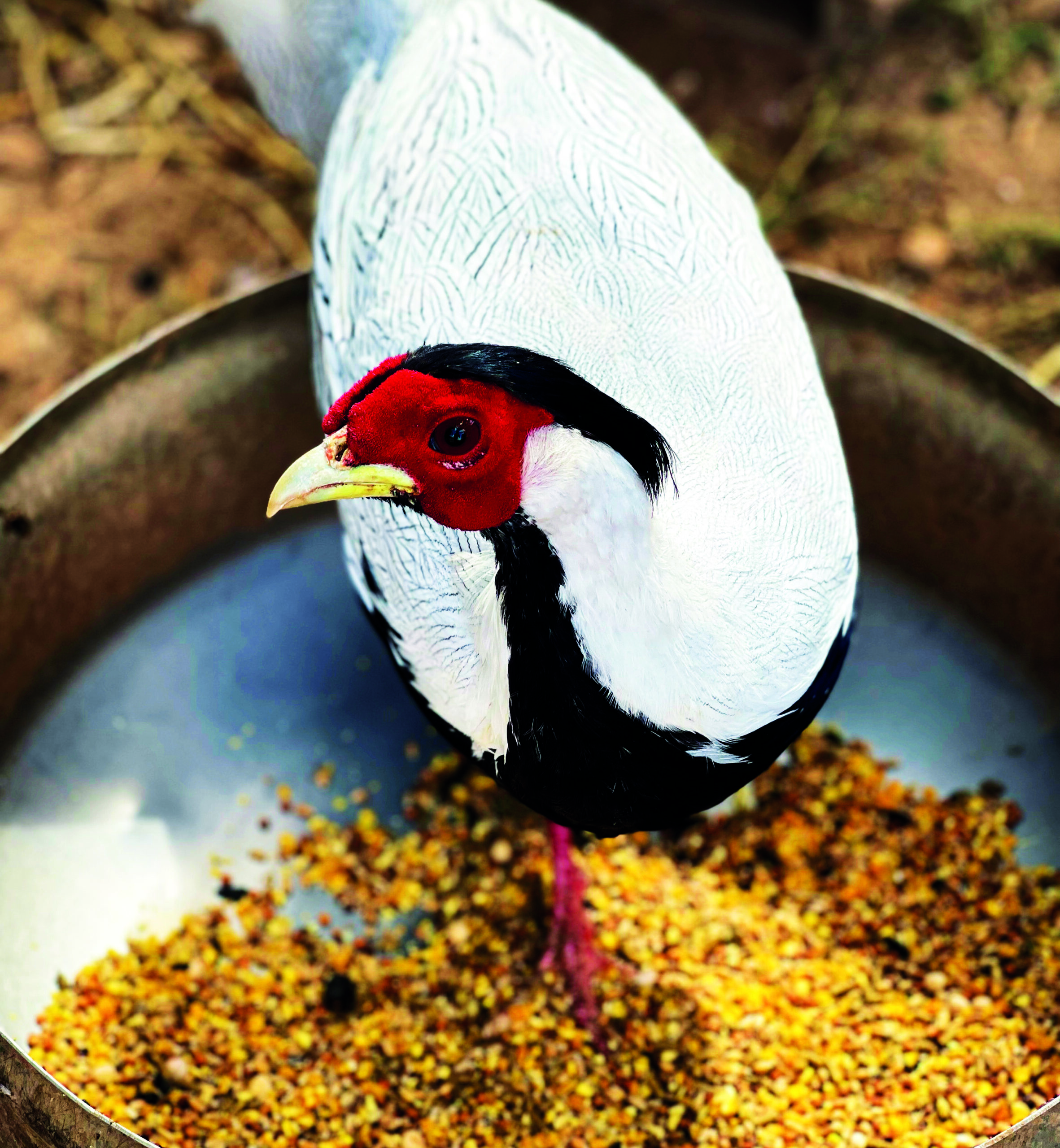 O importante para iniciar a fabricar aves exóticas em mansão
