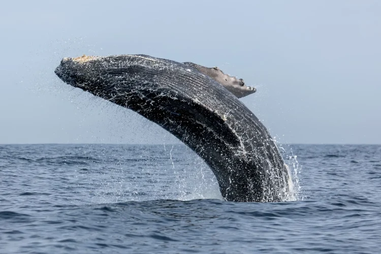 Vírus que pode matar baleias e golfinhos é registrado pela 1ª vez no Ártico