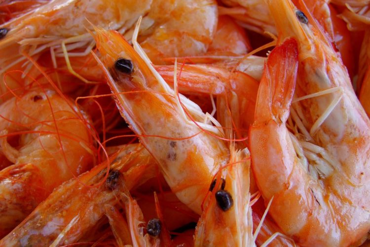 Depois pressão da pesca de camarão, governo adia para 2027 ingressão em vigor do PREPS