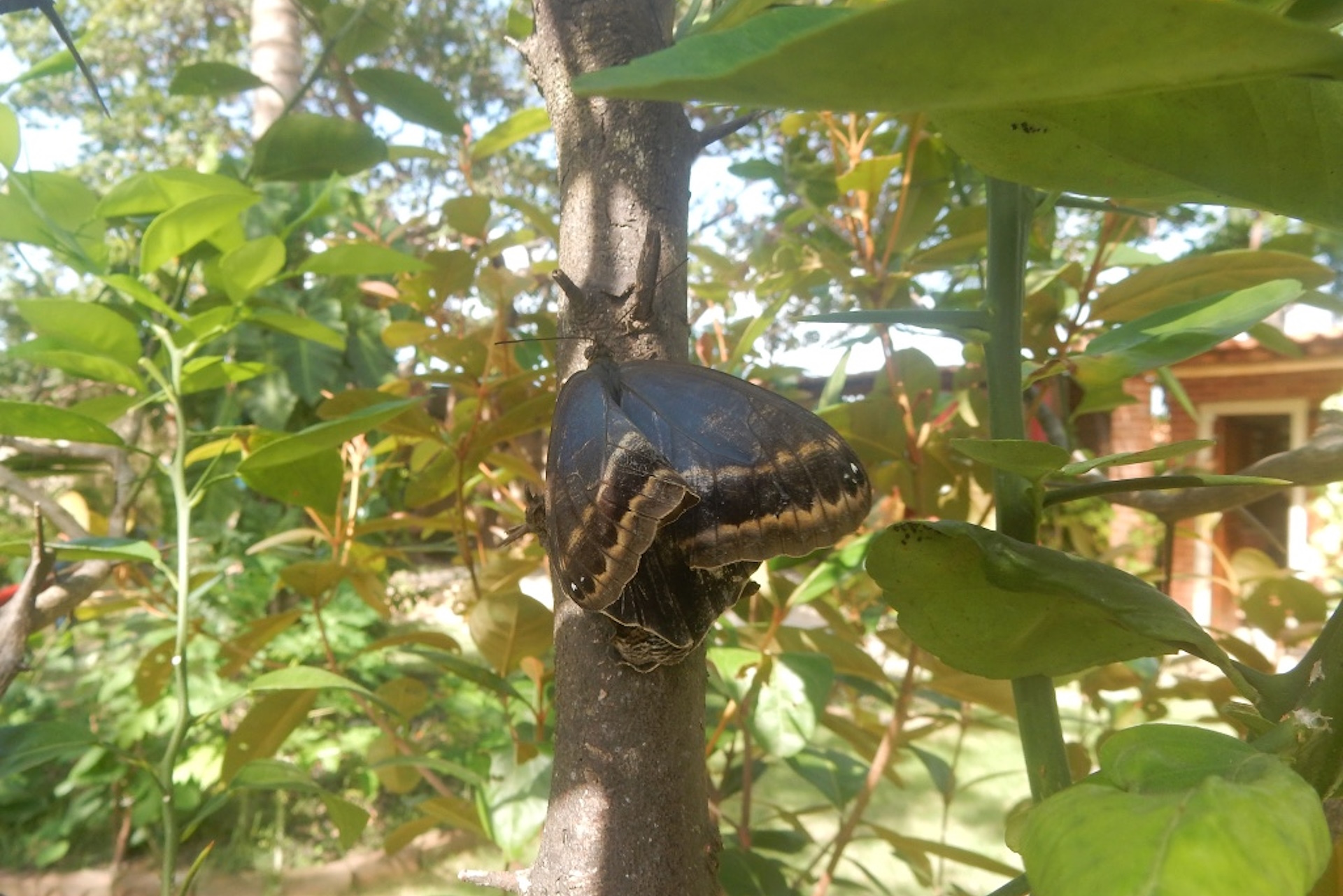 Borboletas e formigas: um tentativa sobre jardins e ciclos