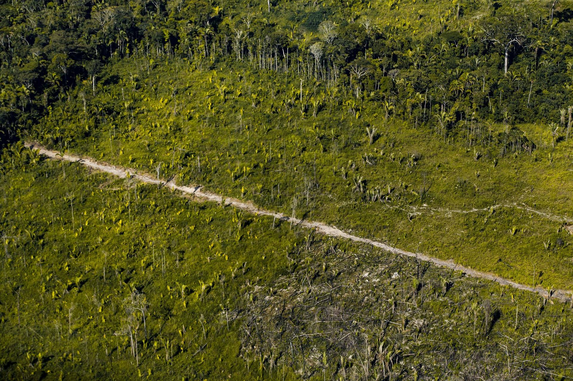 Desmatamento cai em fevereiro e é o menor desde 2017