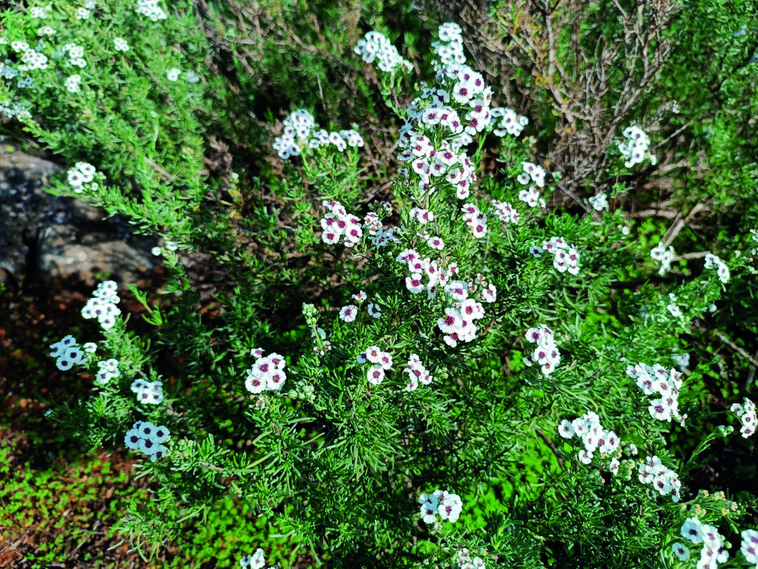 Alecrim-selvagem: Características e Benefícios – Revista Jardins