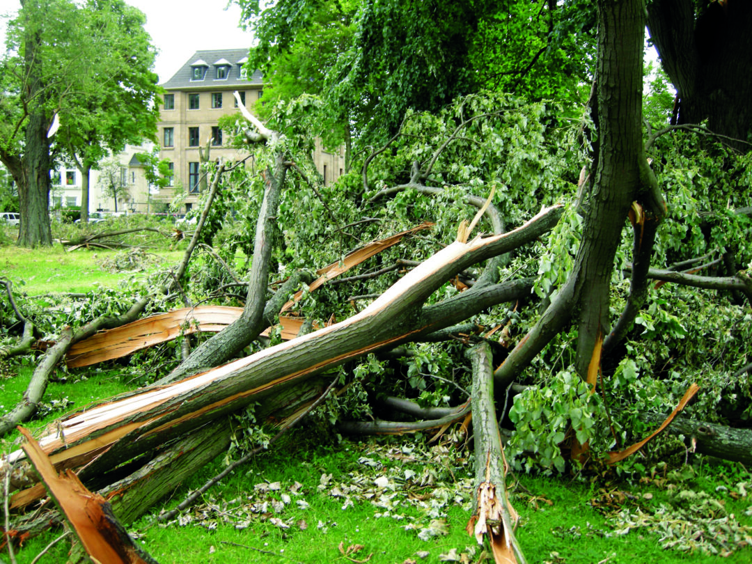 Árvores pós-tempestade: Avaliação de riscos essenciais