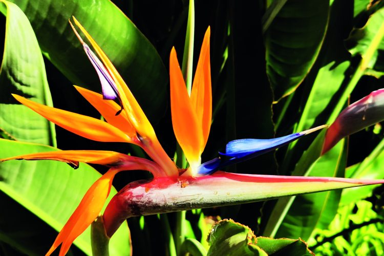 Estrelícia – Strelitzia reginae: história e cultivo