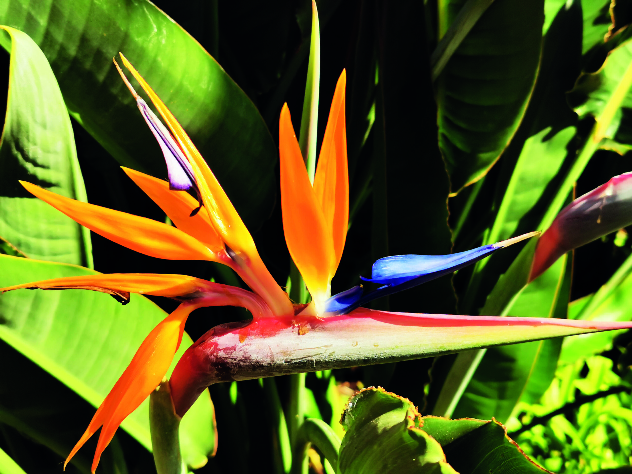 Estrelícia – Strelitzia reginae: história e cultivo