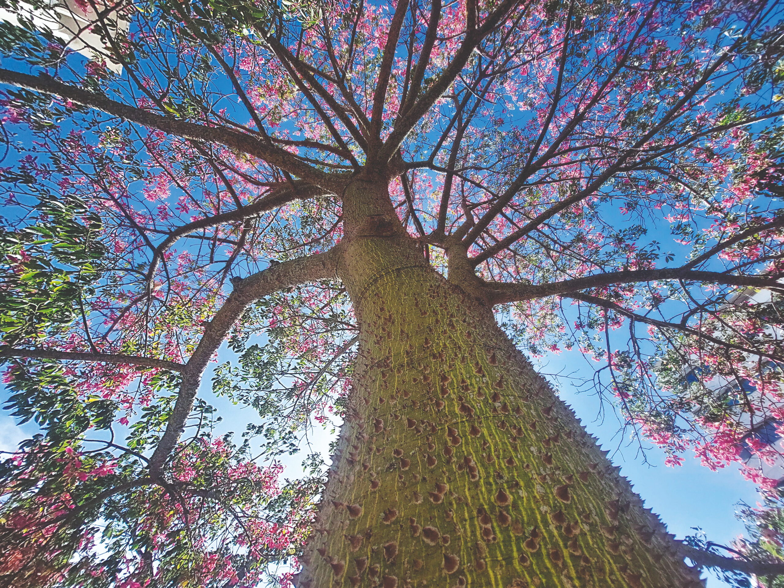Lisboa, o Tejo e a Ceiba: O Feitiço das Árvores