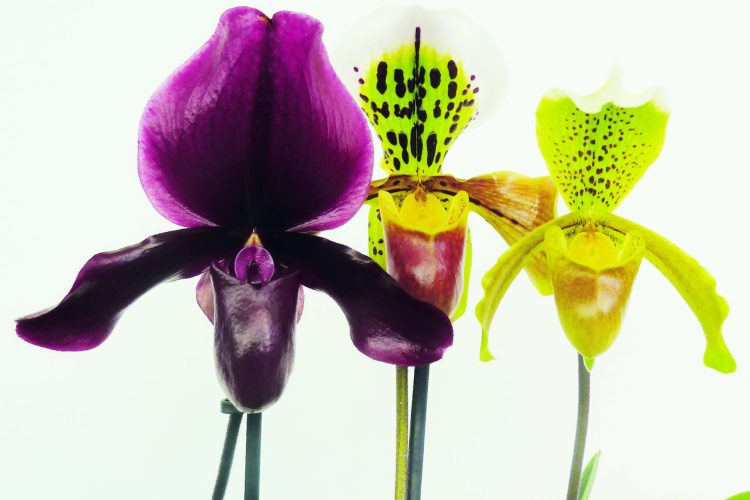 Orquídeas sapatinhos cultivo: Guia Completo
