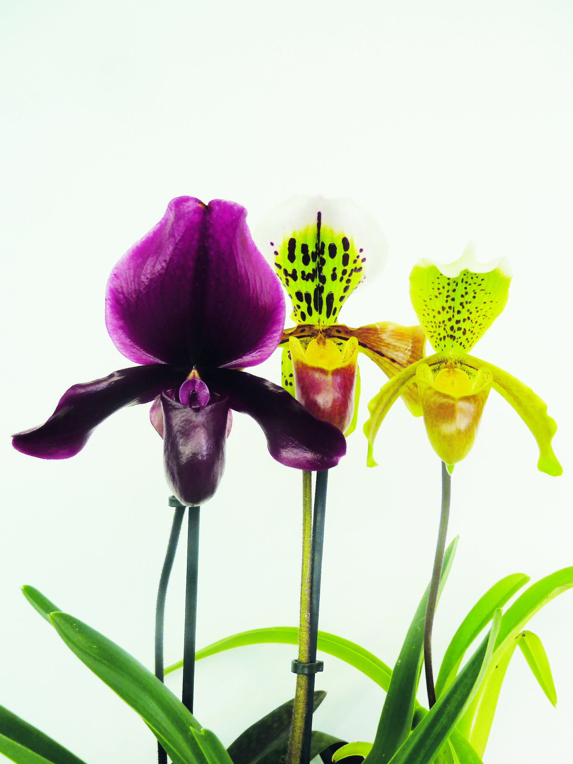 Orquídeas sapatinhos cultivo: Guia Completo