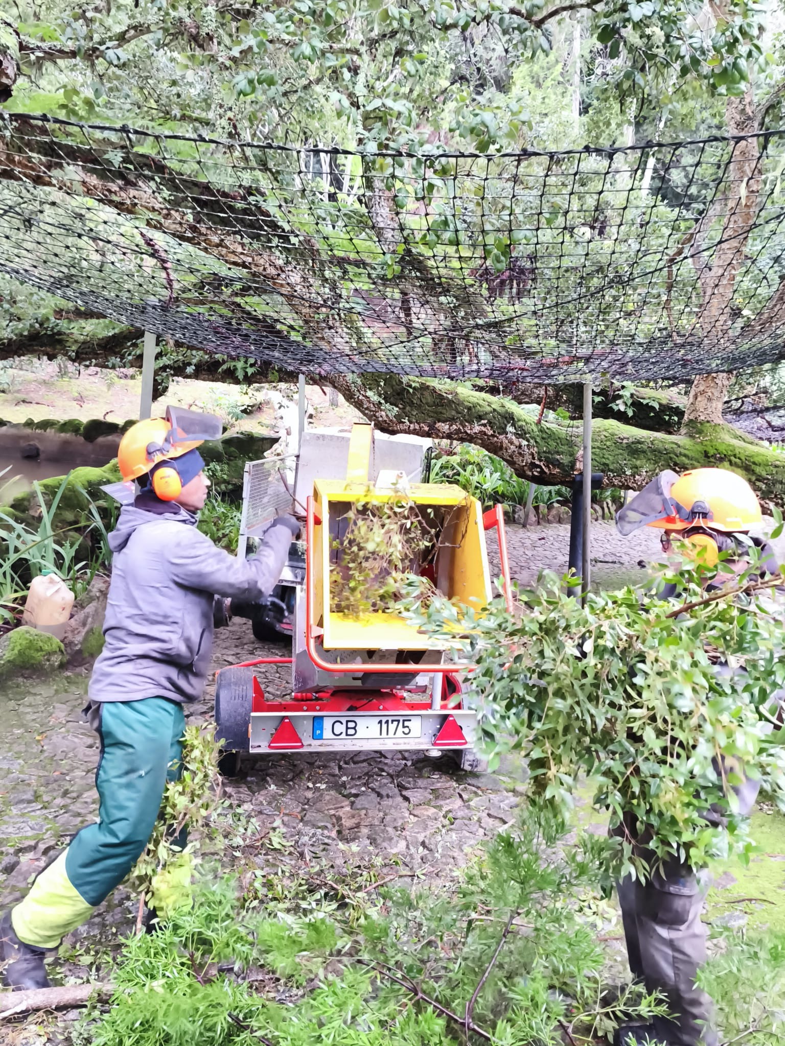 Parques de Sintra reutiliza madeira caída para enriquecer o solo
