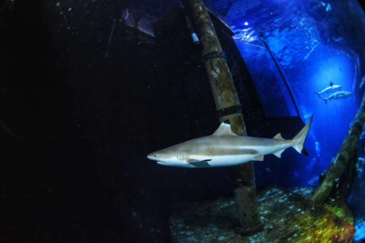 Tubarões são famosos por seus dentes ameaçadores, mas a acidificação dos oceanos pode torná-los mais fracos