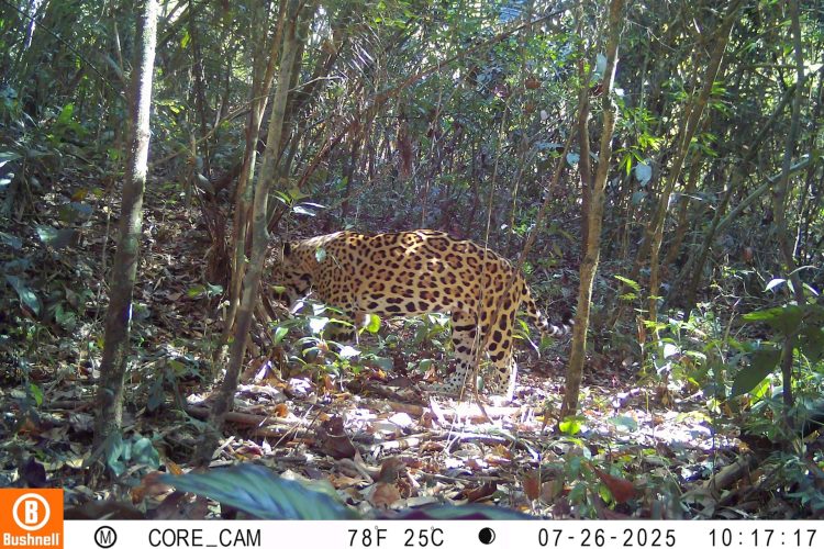 Pela 1ª vez, ICMBio flagra onça pintada caçando em unidade do Acre