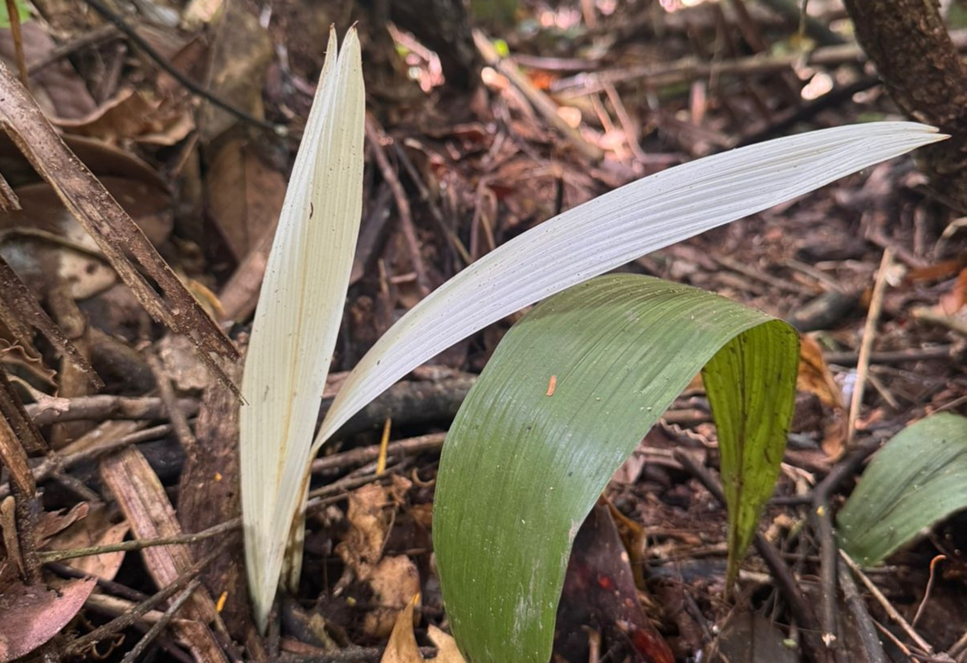 Palmeira “albina” intriga pesquisadores em suplente do Acre