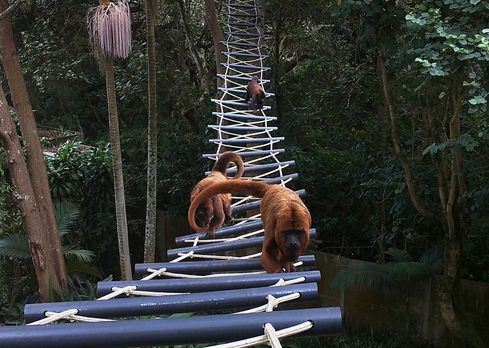 Estudo aponta novas dinâmicas entre pontes artificiais e mamíferos da floresta