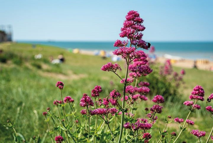 14 Vegetais para uma primavera sempre em flor