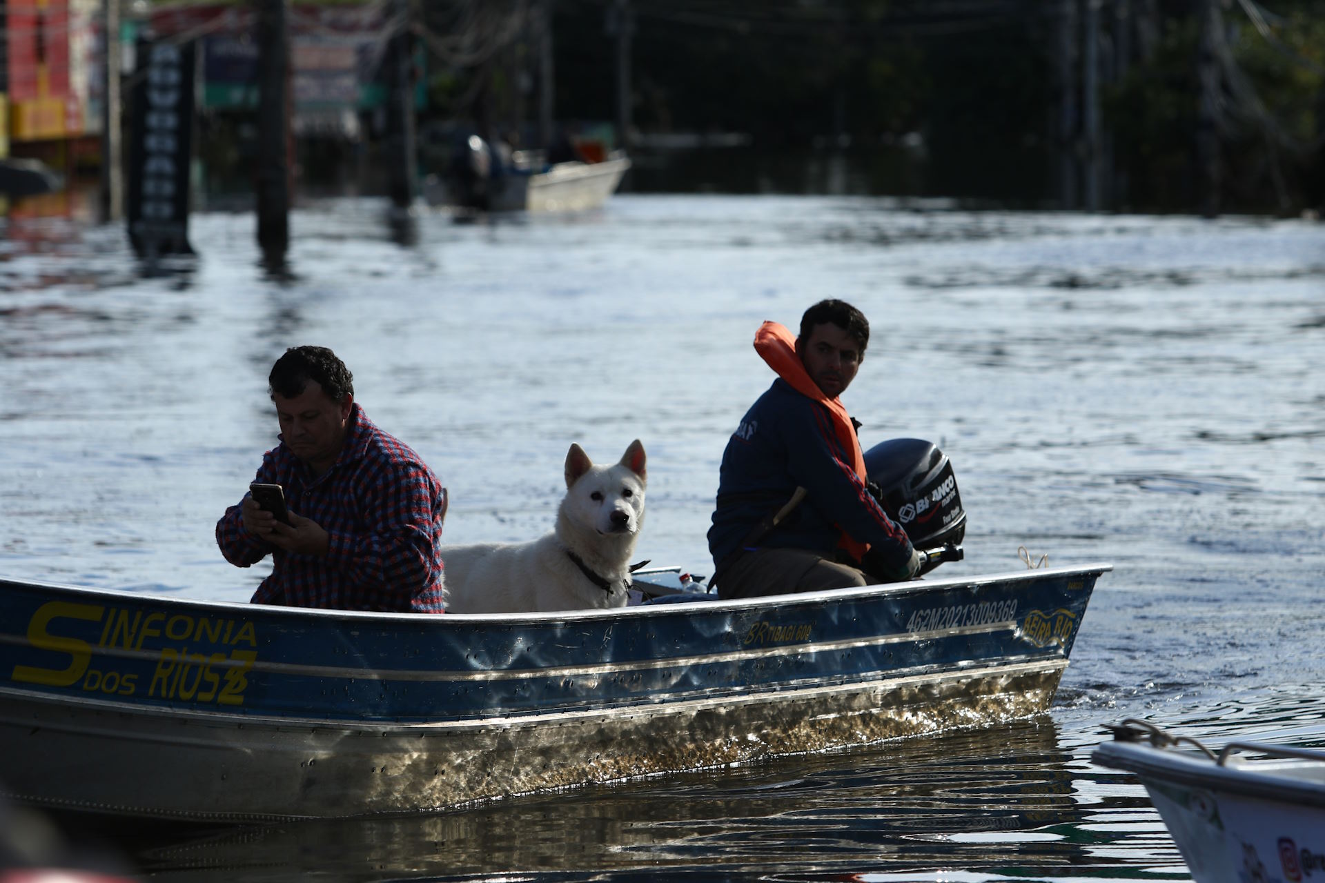 Governo institui política para apoiar animais resgatados