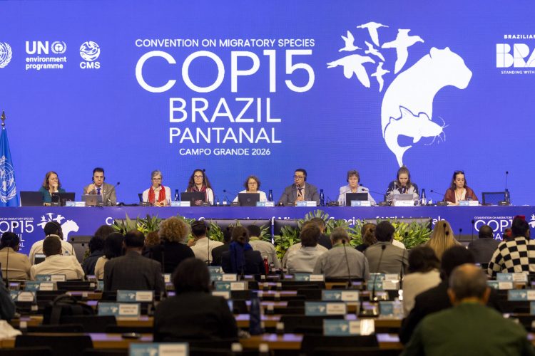 Na COP15, países lançam iniciativa global contra tomada ilícito de espécies migratórias