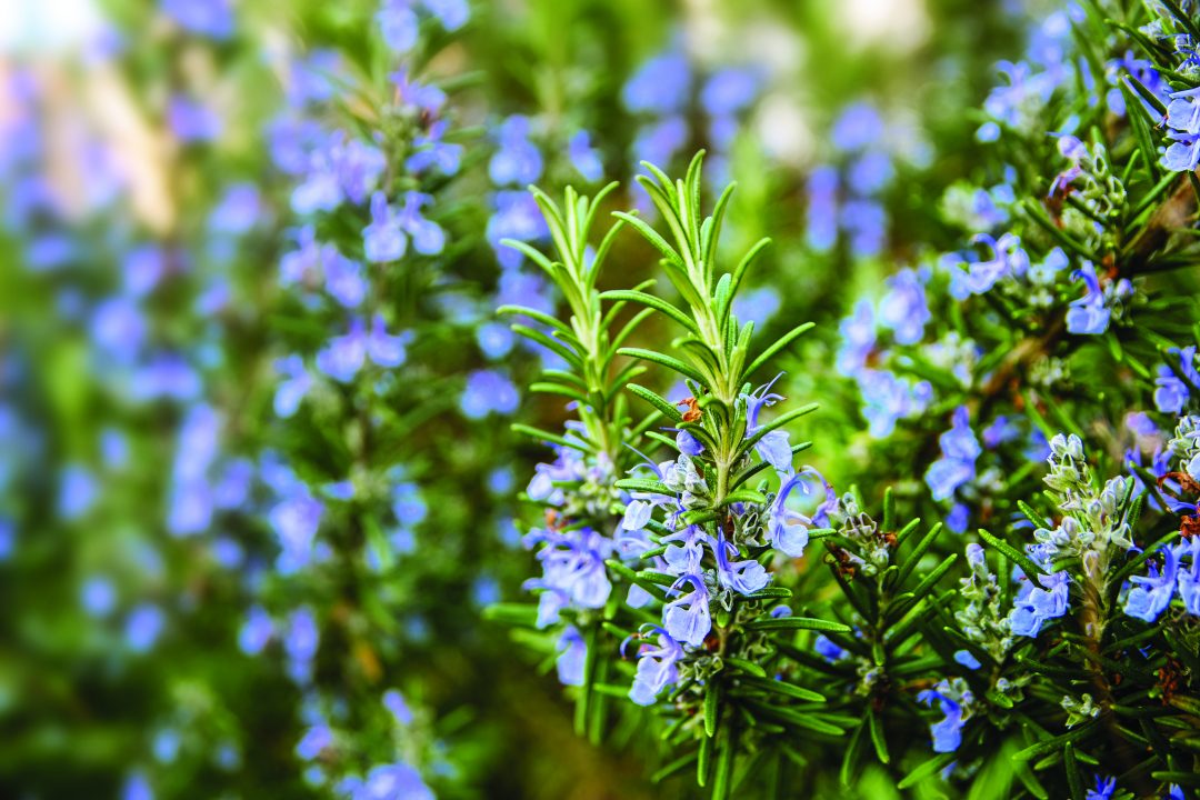 Alecrim – Revista Jardins