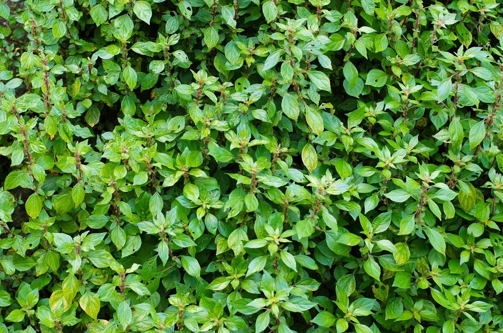 Alfavaca, uma vegetal amiga da saúde