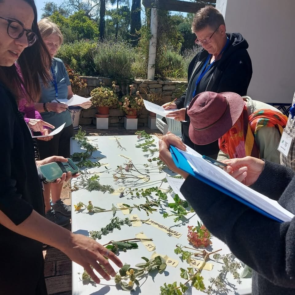 Basic Maintenance and Care of Mediterranean Gardens