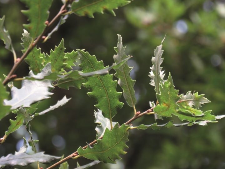 Carvalhos em Portugal