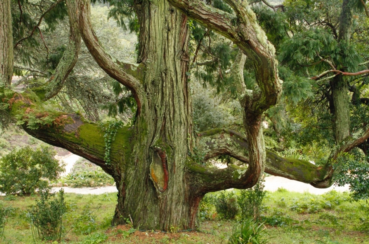 Ciclo de conversas ‘As árvores oníricas’