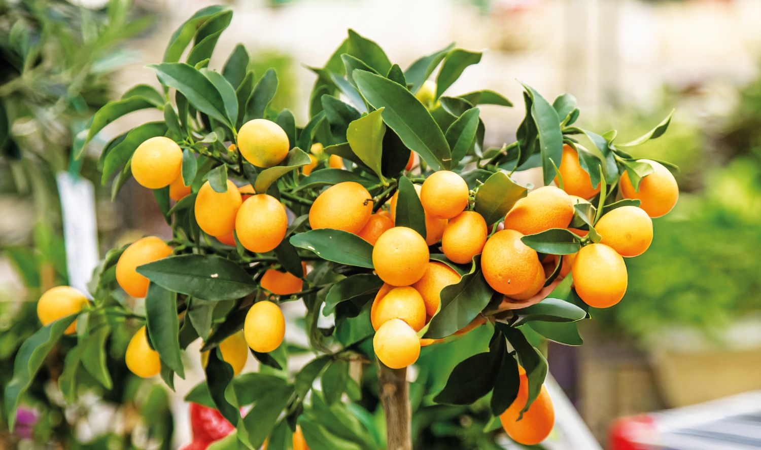 Citrinos de coleção – Revista Jardins