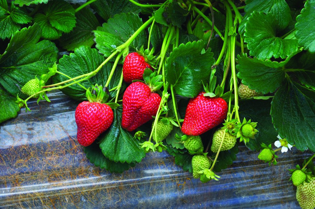 Cultivar pequenos frutos – Revista Jardins