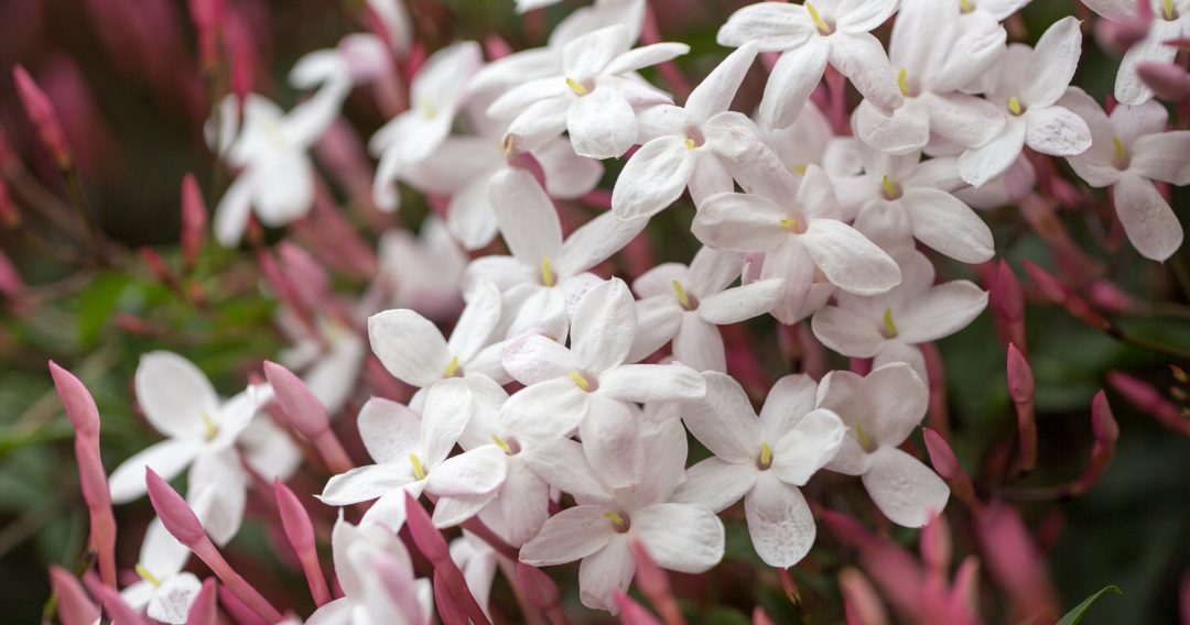 Jasmim, uma trepadeira com perfume inebriante