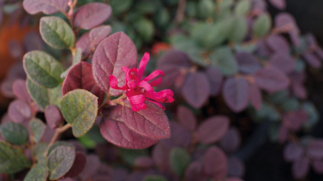 Loropetalum, arbusto perfeito para fabricar contrastes